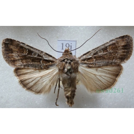Euxoa tritici (Linnaeus, 1761) Rolnica pszenicówka Czech19j